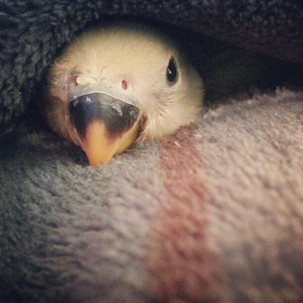 Instagramas: Bowie