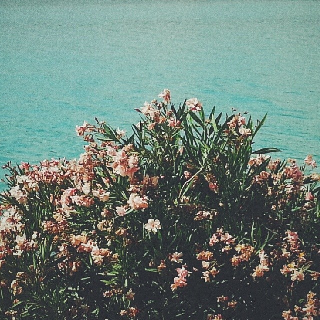 Instagramas: