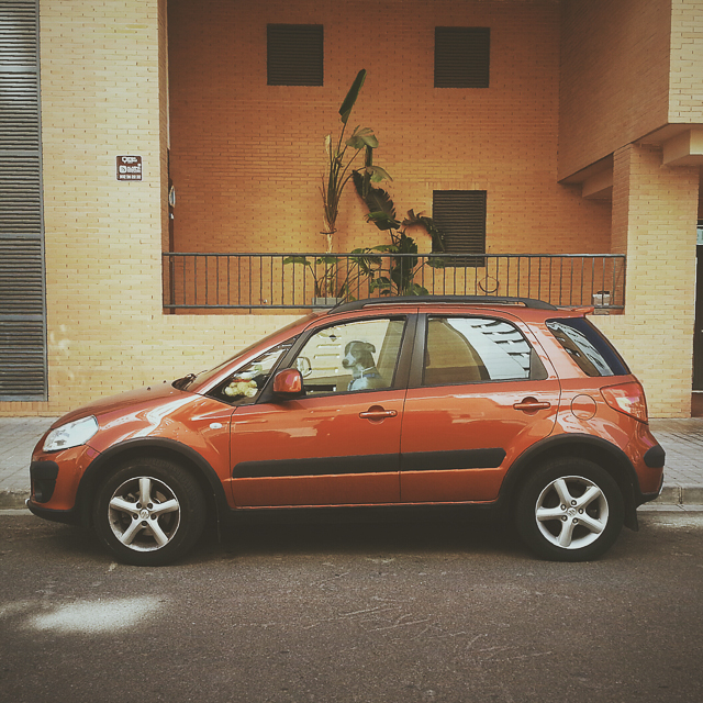 Instagramas: Dog driver