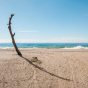 Foto semanal: Árbol en la playade Antonio Martínez Corral