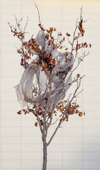 Foto semanal: Bolsa | Árbol de Antonio Martínez Corral (semana 48)