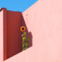 El girasol